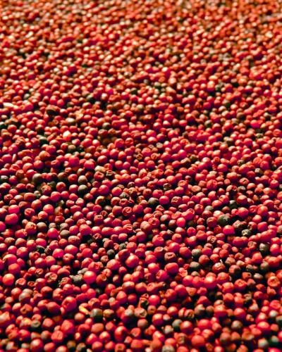 ragi
